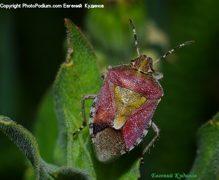 Cricket Insect, Grasshopper, Insect, Invertebrate, Amphibian, Frog, Wildlife
