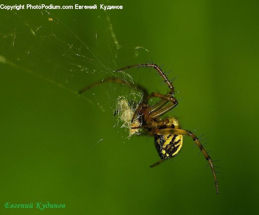 Arachnid, Garden Spider, Insect, Invertebrate, Spider