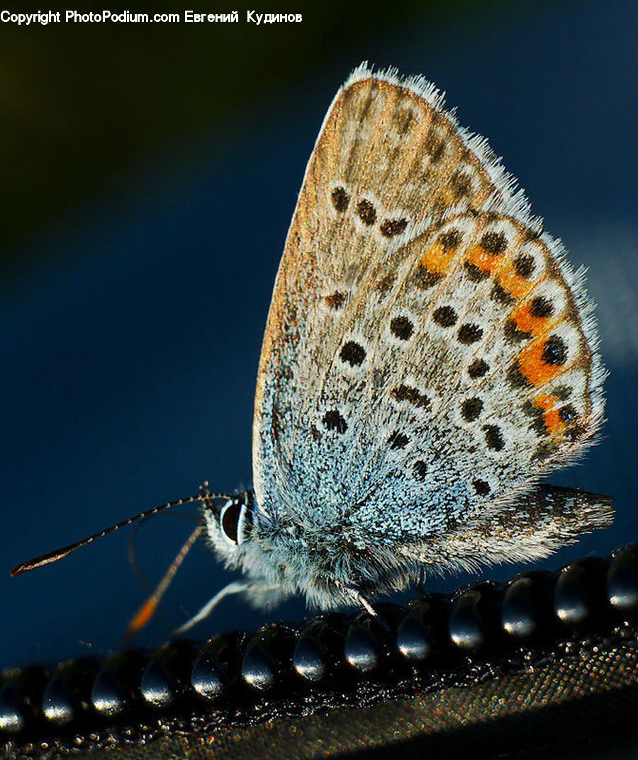 Butterfly, Insect, Invertebrate