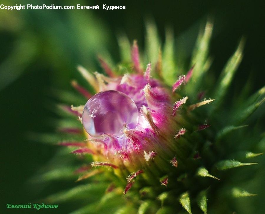 Blossom, Flora, Flower, Plant, Conifer, Fir, Tree