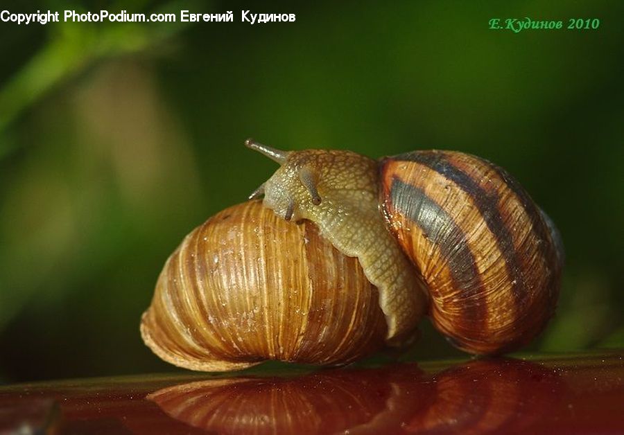 Invertebrate, Snail