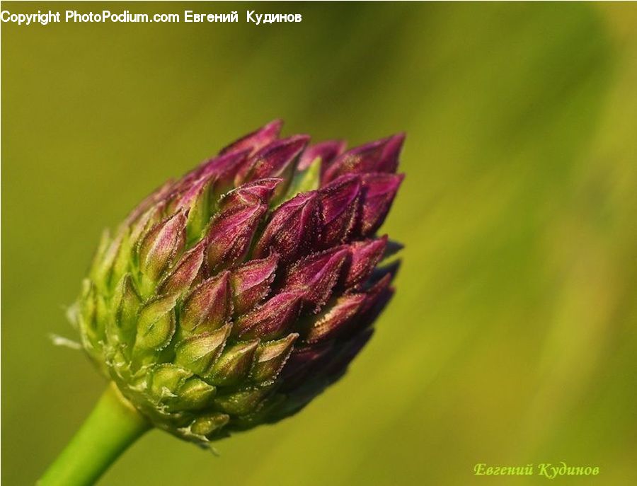 Bud, Plant, Conifer, Fir, Tree, Blossom, Flora