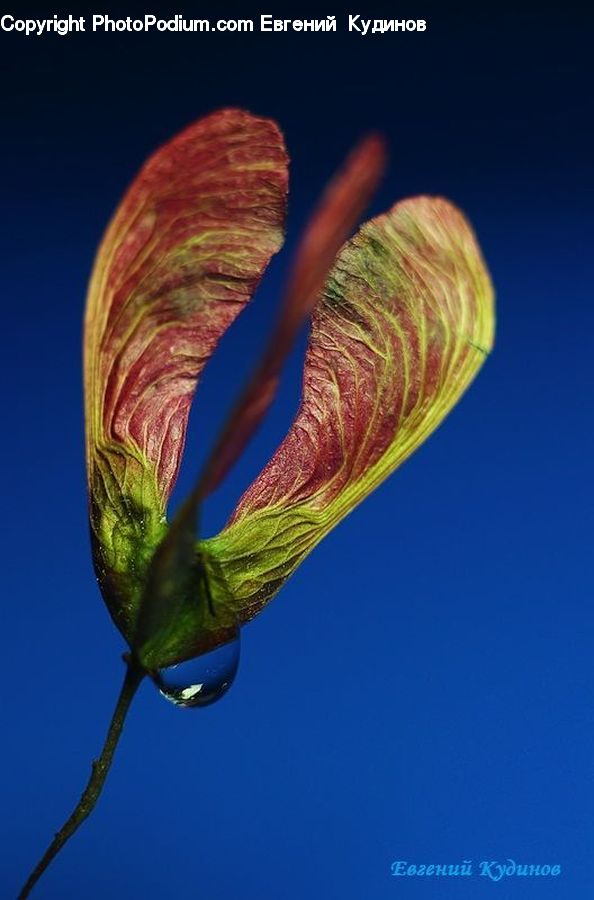 Bud, Plant, Blossom, Flora, Flower