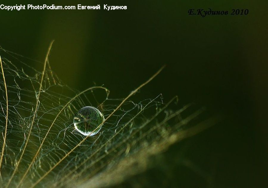 Arachnid, Garden Spider, Insect, Invertebrate, Spider, Plant, Weed