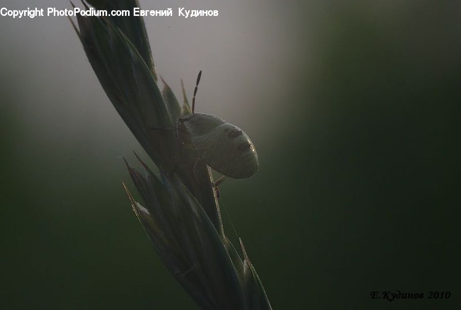 Cricket Insect, Grasshopper, Insect, Blossom, Flora, Flower, Geranium