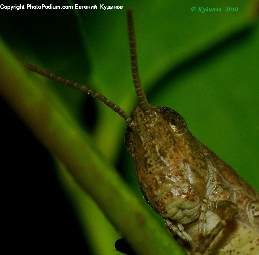 Cricket Insect, Grasshopper, Insect, Invertebrate, Amphibian, Frog, Wildlife