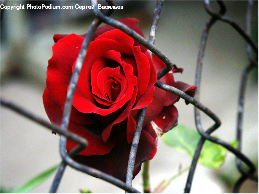 Blossom, Flower, Plant, Rose, Flora, Flower Arrangement, Flower Bouquet