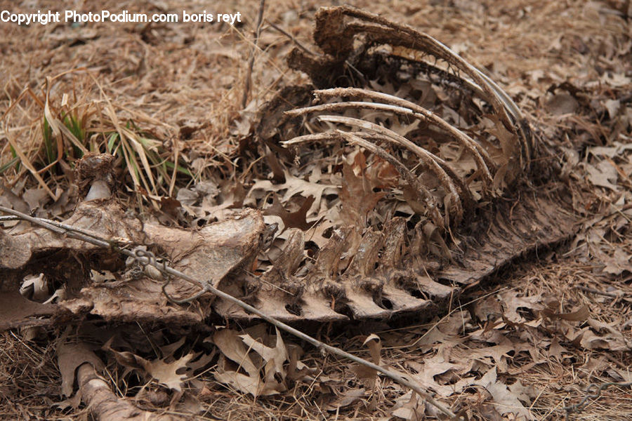 Anaconda, Reptile, Rock Python, Snake