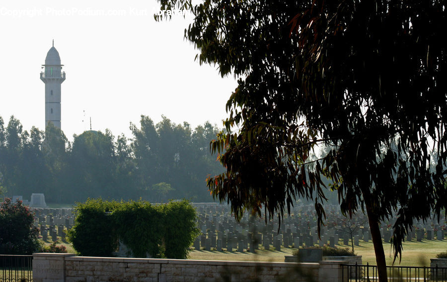 Plant, Potted Plant, Fence, Hedge, Architecture, Bell Tower, Clock Tower
