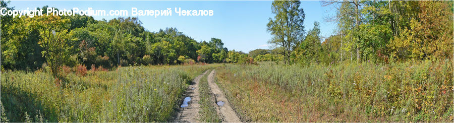 Boardwalk, Deck, Path, Sidewalk, Walkway, Dirt Road, Gravel