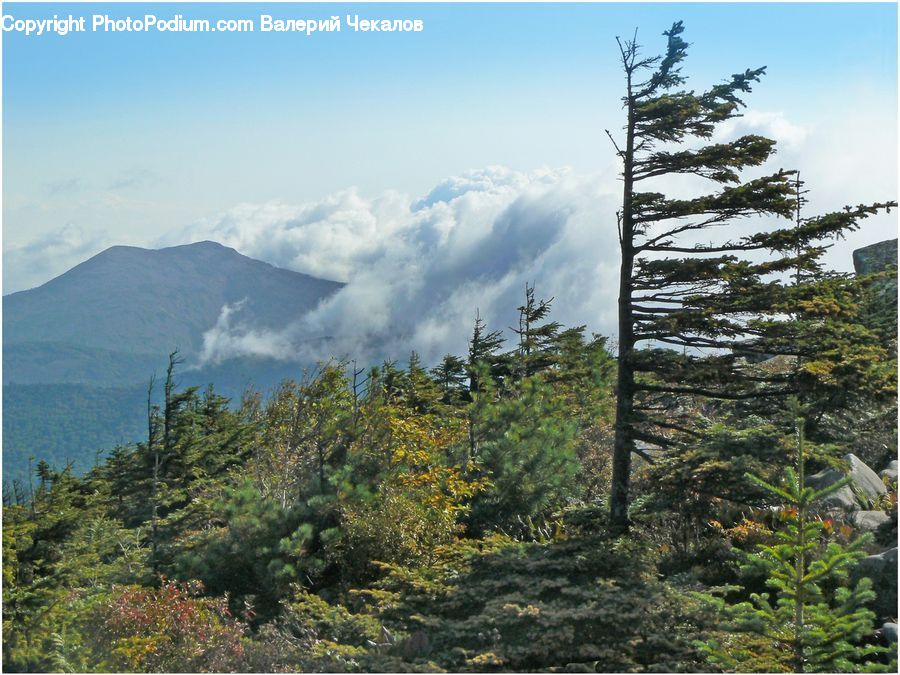 Conifer, Fir, Plant, Tree, Pine, Spruce, Wood