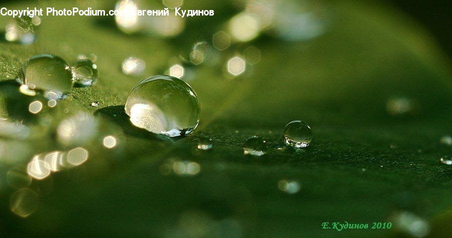 Droplet, Algae, Beverage, Bottle, Wine, Wine Bottle, Leaf