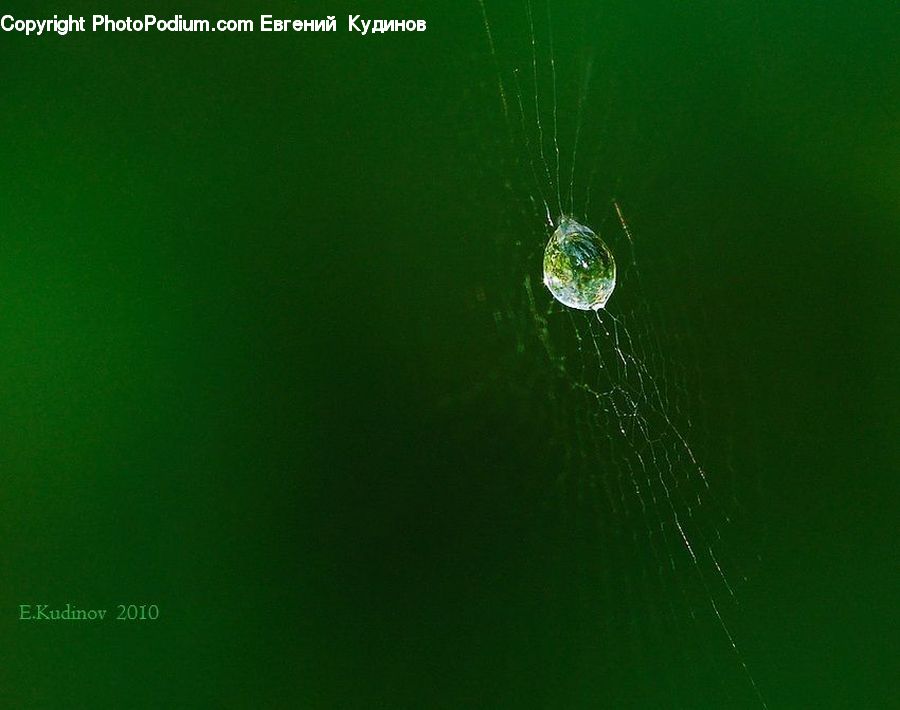 Arachnid, Garden Spider, Insect, Invertebrate, Spider, Droplet