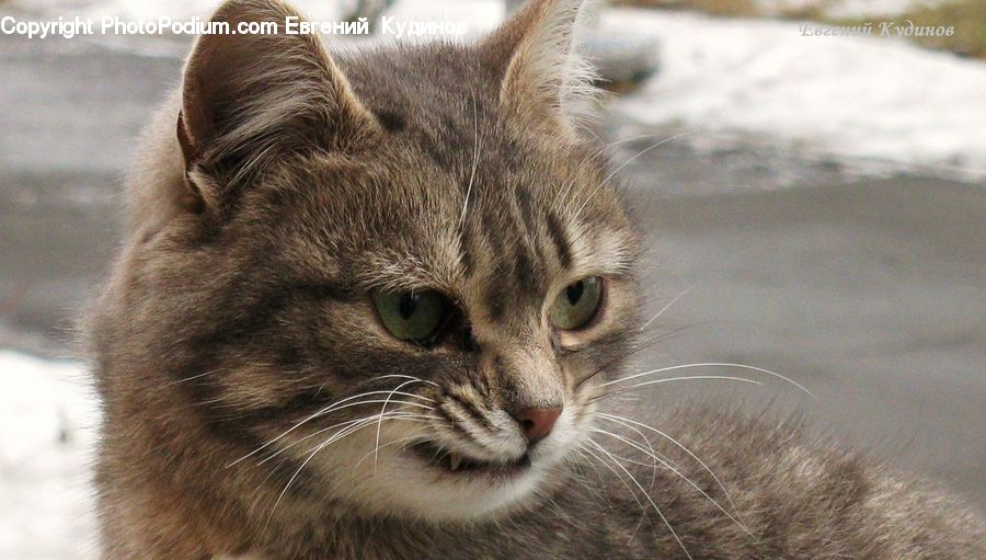 Abyssinian, Animal, Cat, Mammal, Pet, Kitten