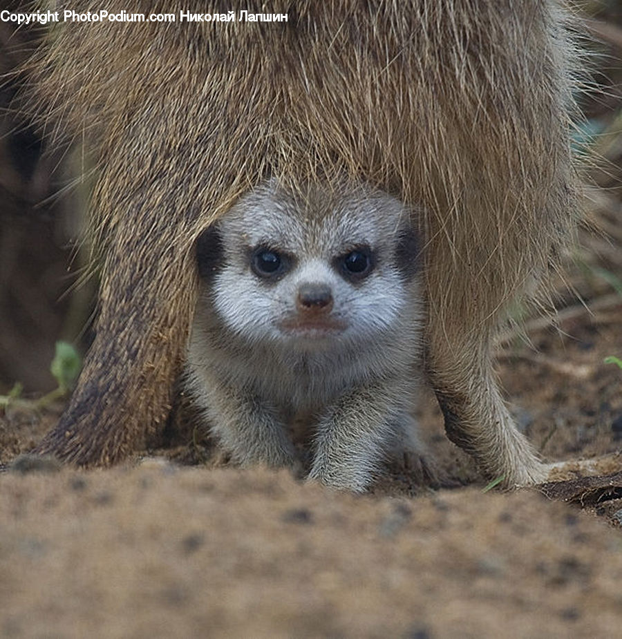 Animal, Mammal, Meerkat, Wildlife, Plant, Vegetation