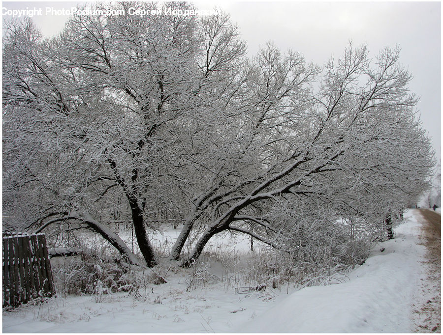 Landscape, Nature, Scenery, Ice, Outdoors, Snow, Plant