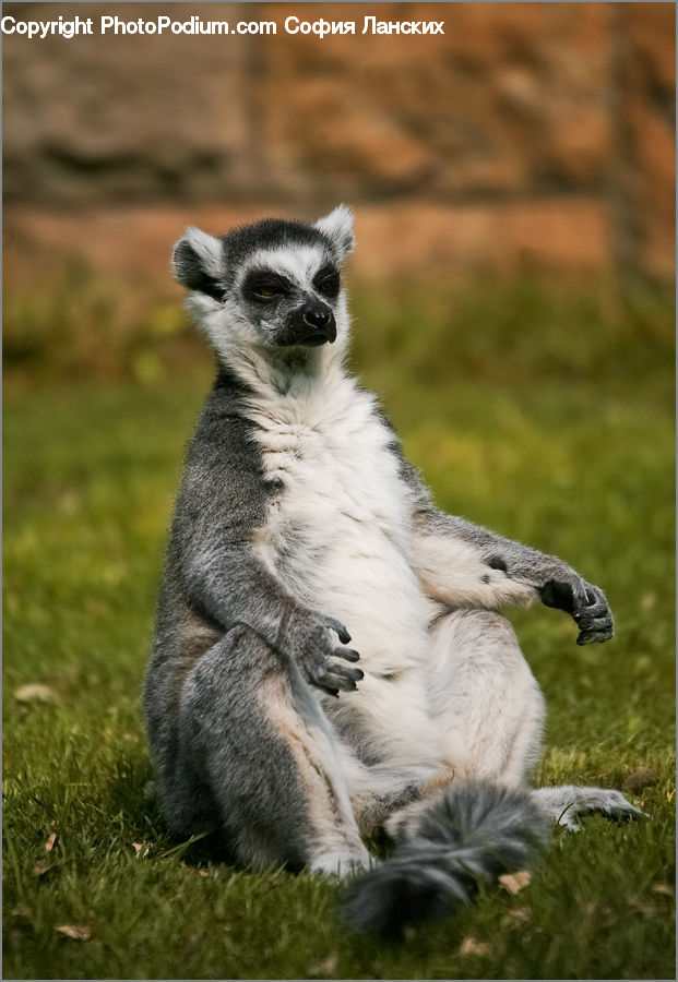 Animal, Lemur, Mammal, Monkey, Wildlife