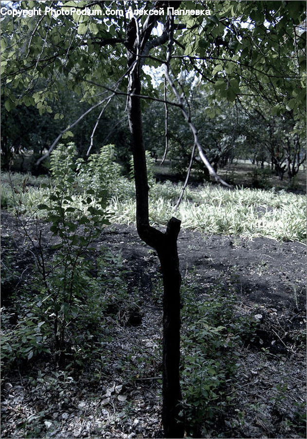 Forest, Vegetation, Grove, Land, Bush, Plant, Tree