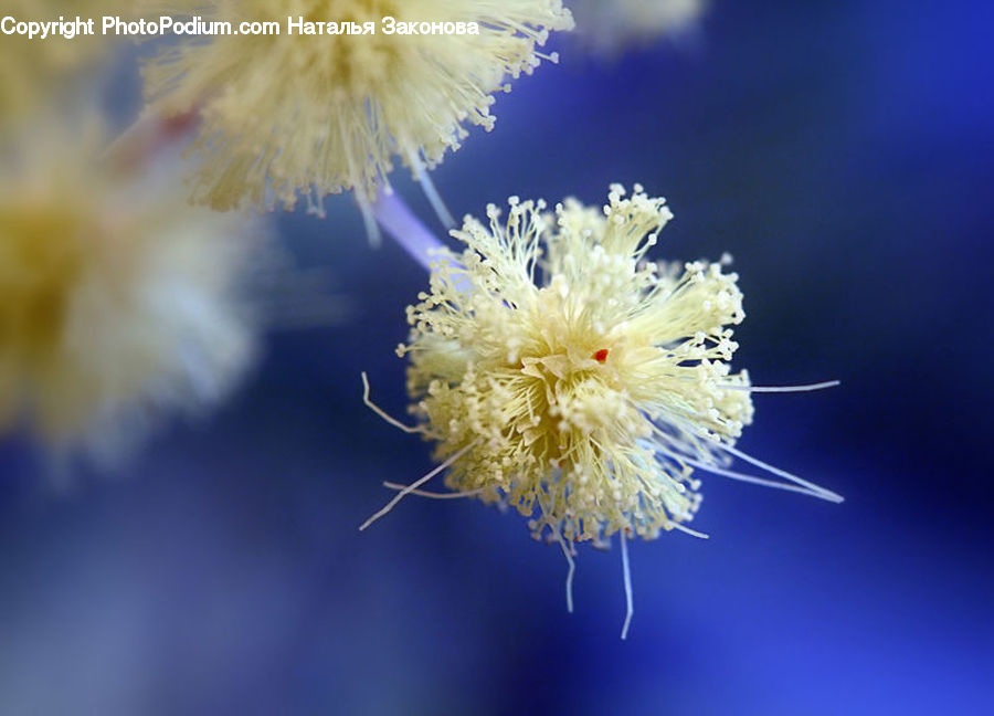Dandelion, Flower, Plant, Mimosa, Blossom, Flora, Carnation
