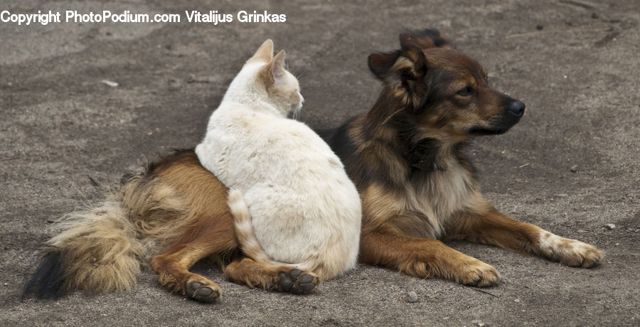 Animal, Canine, Collie, Dog, Mammal, Pet, German Shepherd