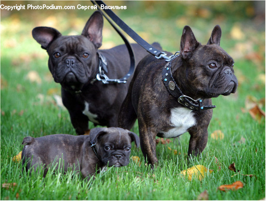 Animal, Bulldog, Canine, Dog, French Bulldog, Mammal, Pet