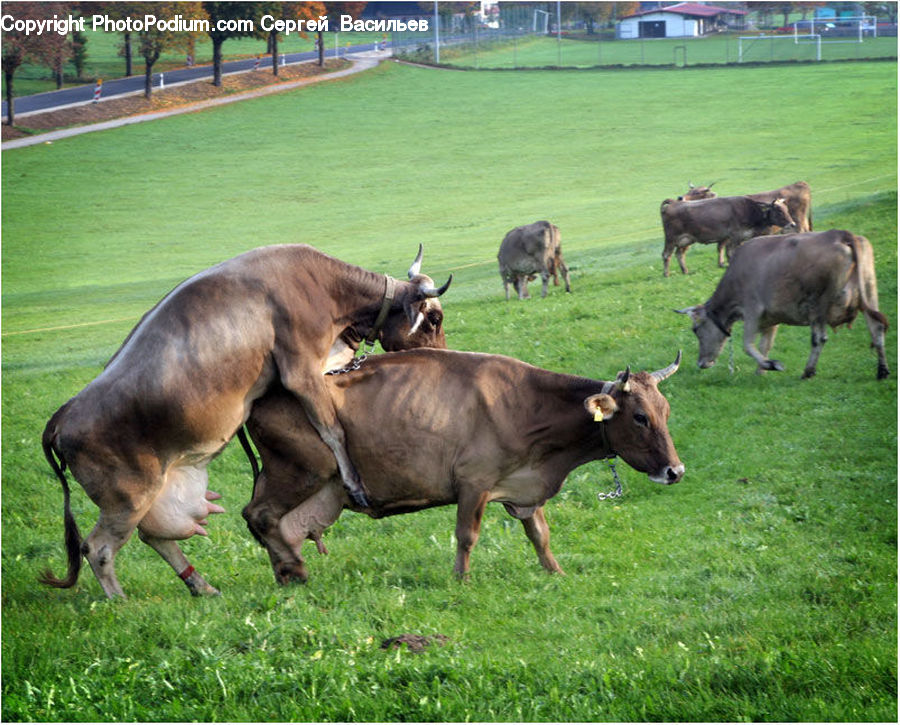 Animal, Cattle, Cow, Dairy Cow, Mammal, Countryside, Grassland