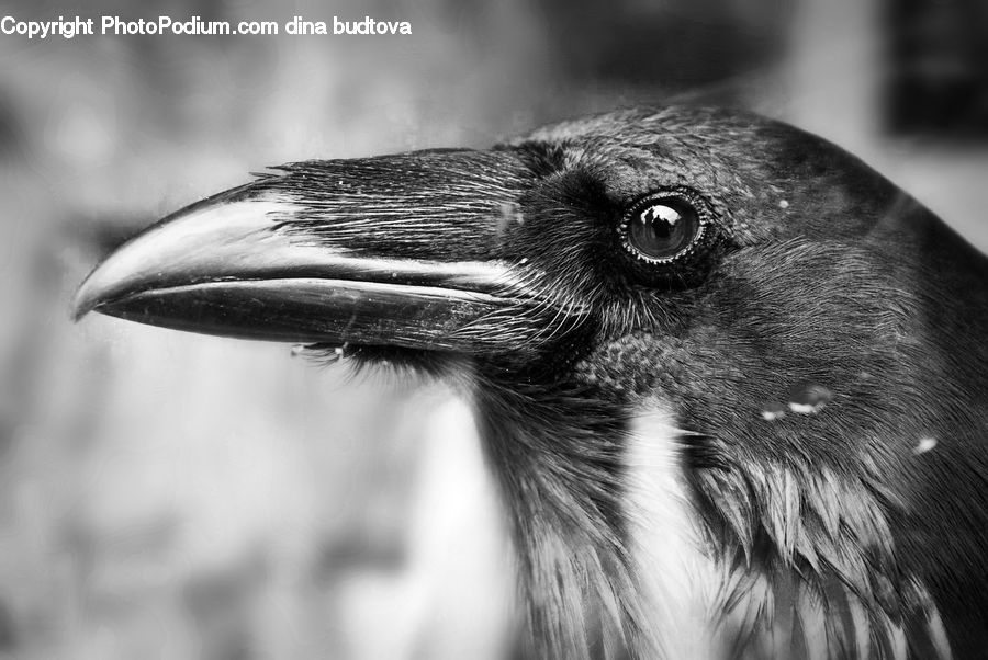 Beak, Bird, Blackbird, Crow, Sphere