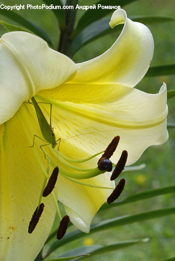 Flora, Flower, Gladiolus, Plant, Bee, Insect, Invertebrate