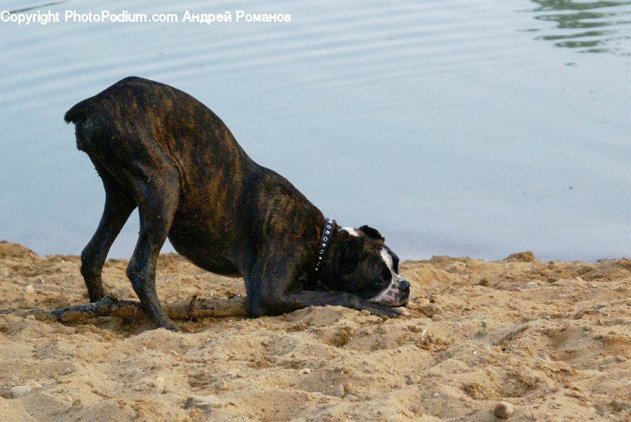 Animal, Boxer, Bulldog, Canine, Dog, Mammal, Pet