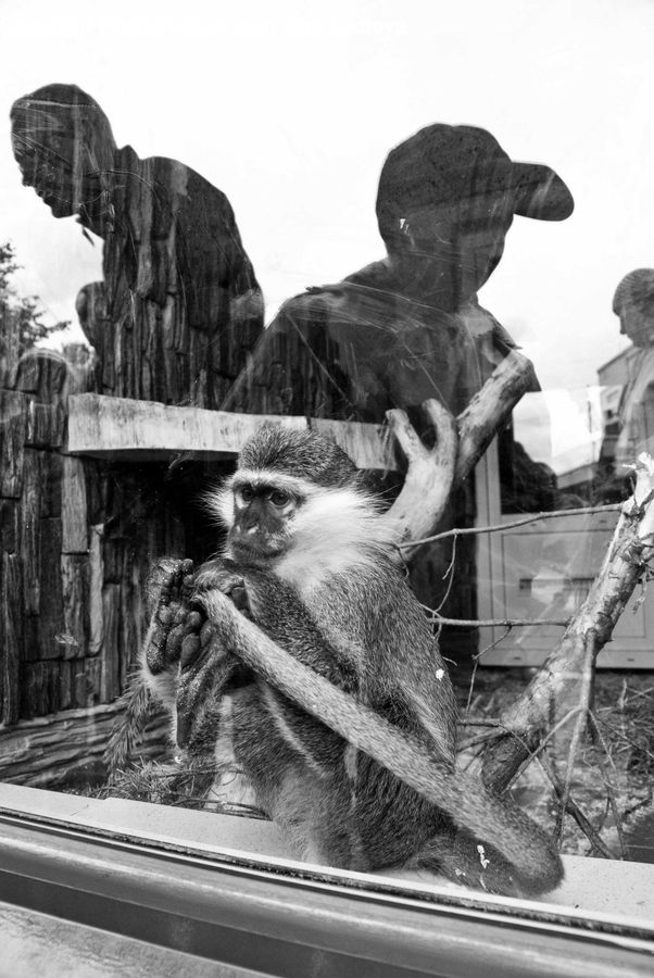 Art, Sculpture, Statue, Animal, Zoo, Rock, Tomb
