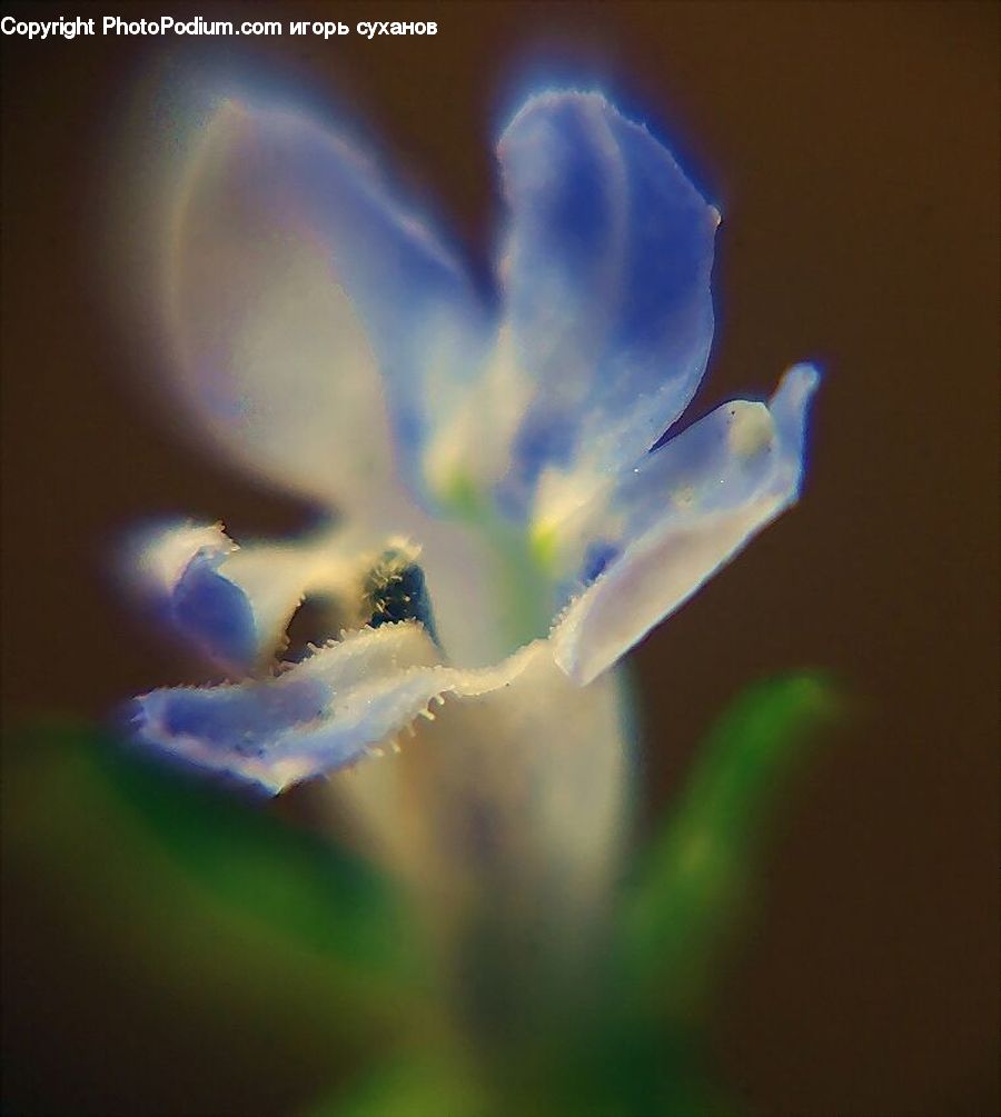 Blossom, Flora, Flower, Geranium, Plant, Lilac, Crocus