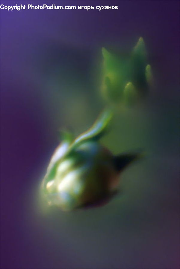 Bud, Plant, Sprout, Blossom, Flora, Flower