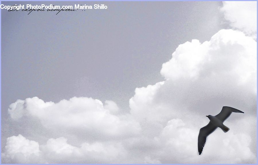 Albatross, Bird, Seagull, Booby, Cloud, Cumulus, Sky