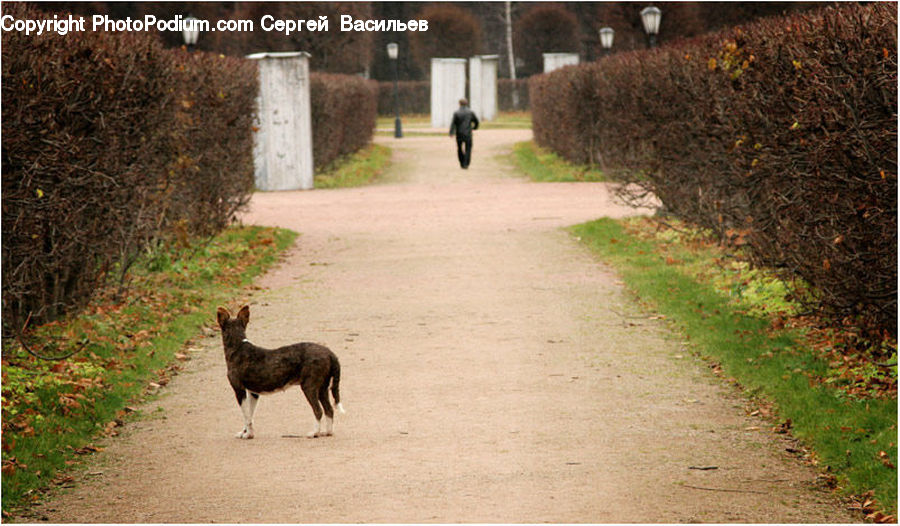 Alpaca, Animal, Llama, Mammal, Dirt Road, Gravel, Road