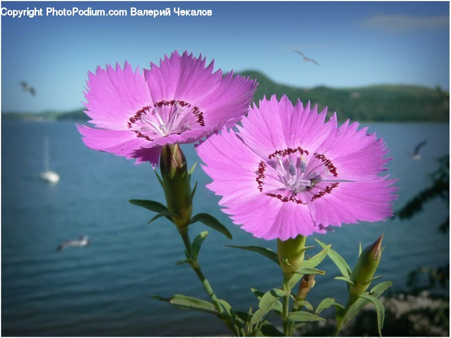 Cosmos, Blossom, Flora, Flower, Plant, Carnation, Geranium