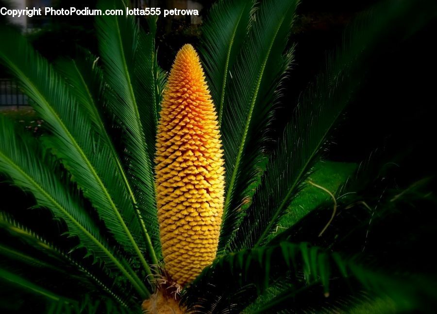 Araceae, Flower, Plant, Blossom, Flora, Conifer, Fir