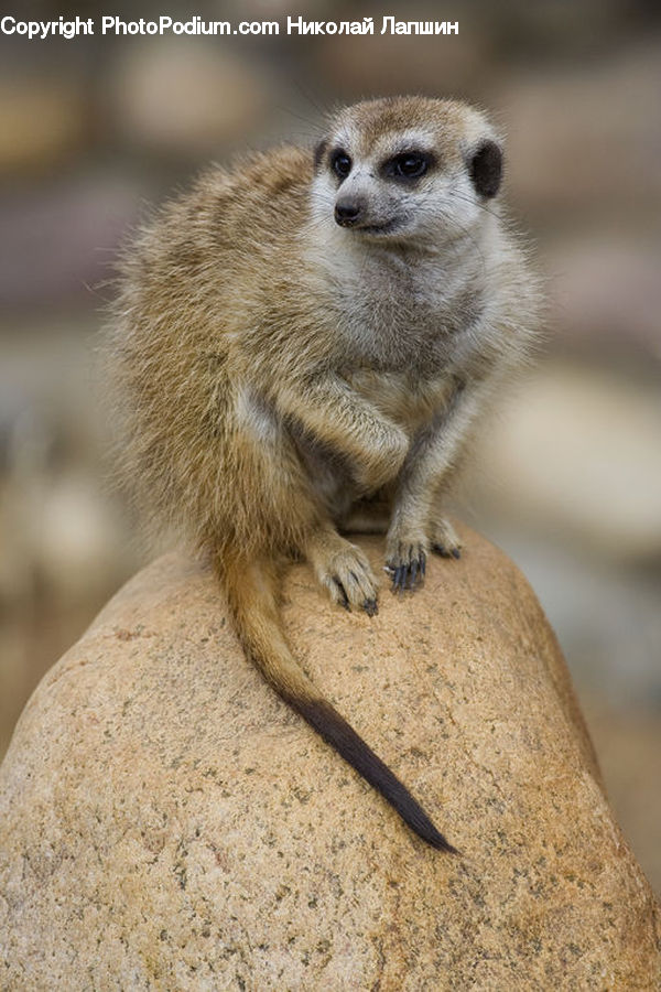Animal, Mammal, Meerkat, Wildlife