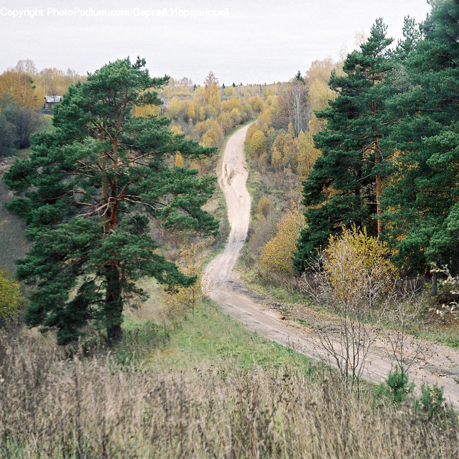 Dirt Road, Gravel, Road, Conifer, Fir, Plant, Tree
