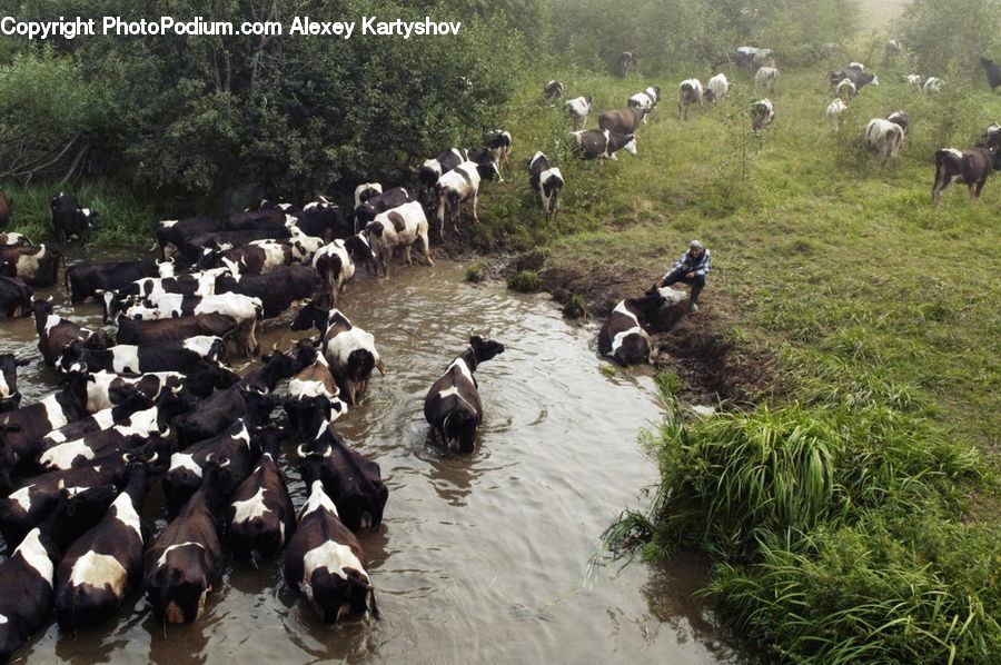 Animal, Cattle, Cow, Dairy Cow, Mammal, Canine, Collie