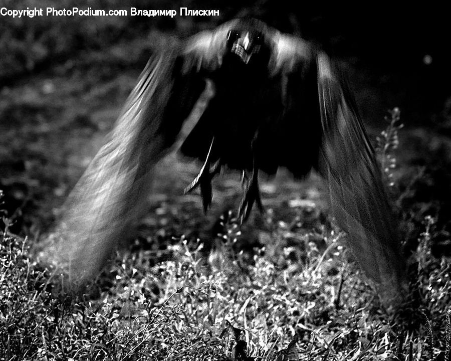 Animal, Canine, Collie, Dog, Mammal, Pet, Anhinga