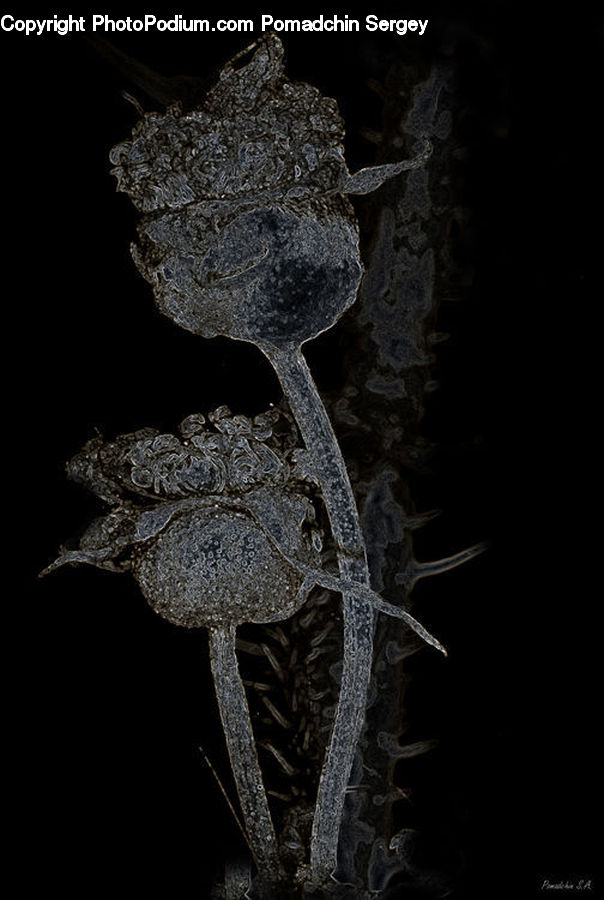 Frost, Ice, Outdoors, Snow, Amphibian, Toad, Wildlife