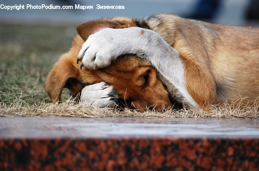 Animal, Beagle, Canine, Dog, Hound, Mammal, Pet