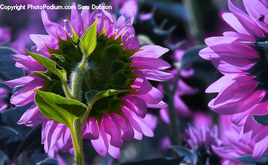 Blossom, Flora, Flower, Geranium, Plant, Crocus, Dahlia