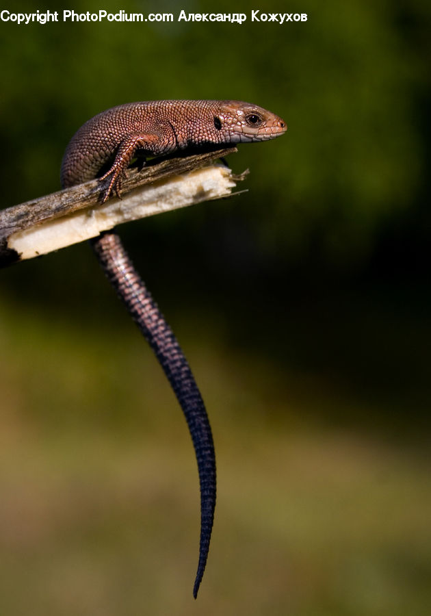 Lizard, Reptile, Gecko, Wildlife, Snake