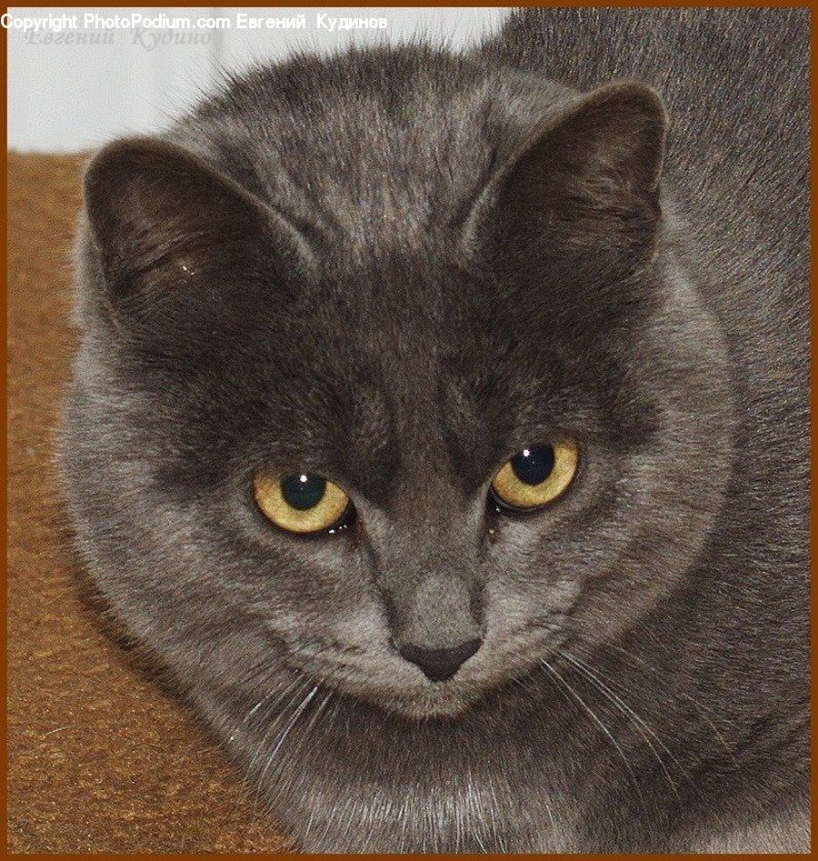 Animal, Cat, Mammal, Manx, Pet