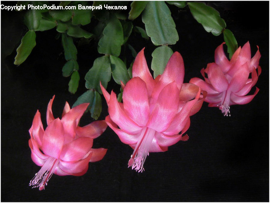 Blossom, Flora, Flower, Petal, Plant, Gladiolus, Geranium