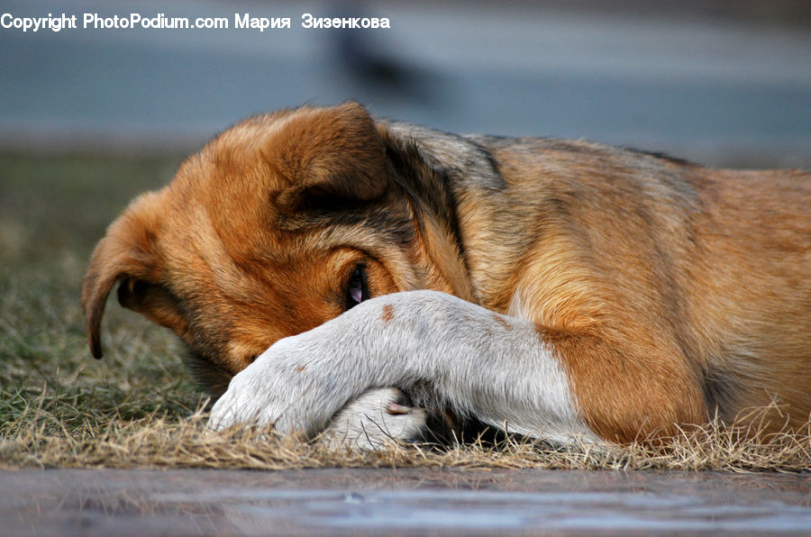 Asleep, Animal, Canine, Dog, Golden Retriever, Mammal, Pet