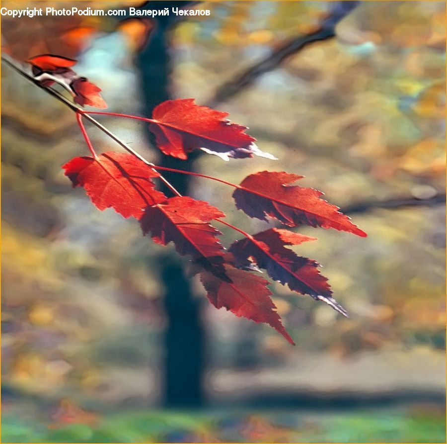 Maple, Maple Leaf, Plant, Veins, Flora, Flower, Gladiolus
