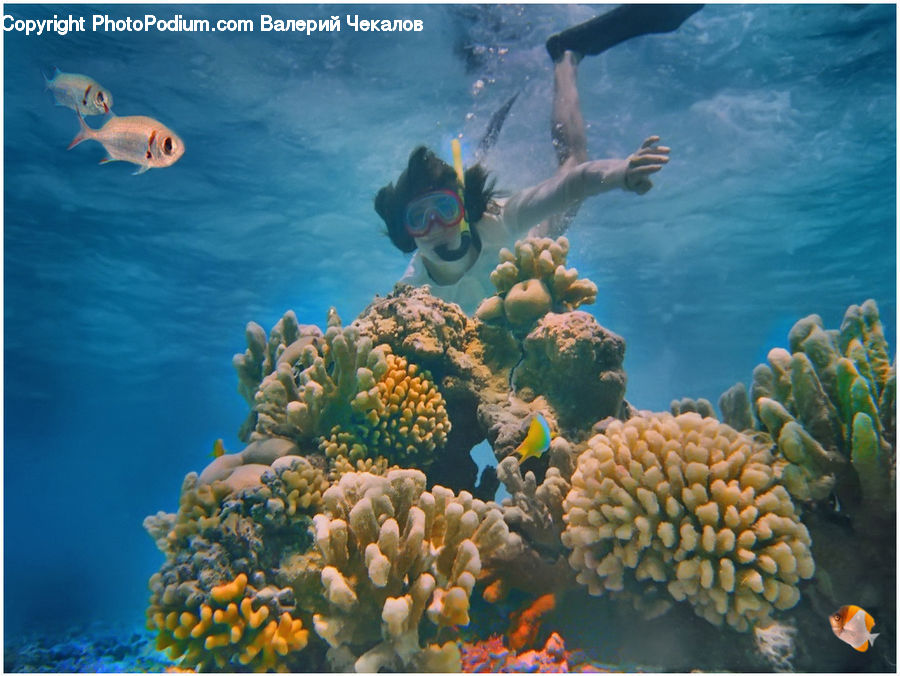 Coral Reef, Outdoors, Reef, Sea, Sea Life, Water, Diver
