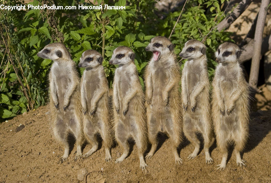 Animal, Mammal, Meerkat, Wildlife, Zoo